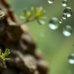 Campos Principales de la Microbiología Ambiental: Investigación y Aplicaciones