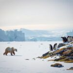 Características de las zonas frías y polares: clima, biodiversidad y adaptación ambiental